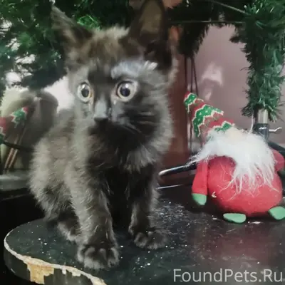 Пропал котёнок чёрного цвета