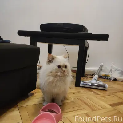 Найден кот, Екатеринбург, центр