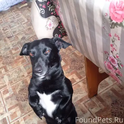 Пропал пёс Филя