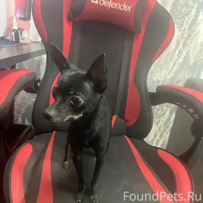 Найден той терьер, район Суздальского 73