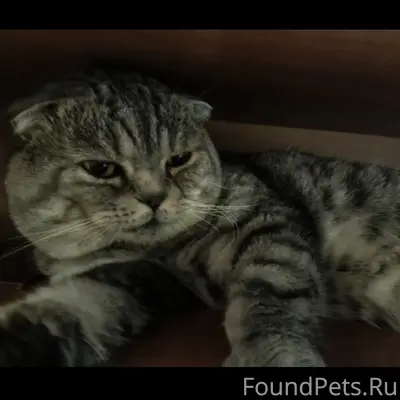 Пропал кот Каспер, ул. Железнодорожная