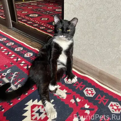 Найден кот Чарли, Санкт-Петербург