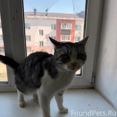Найдена кошка, г. Чапаевск