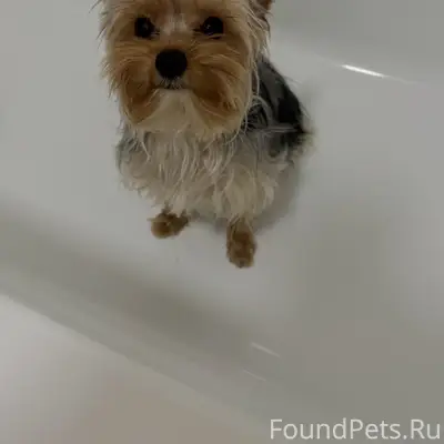 Найден Йоркширский терьер
