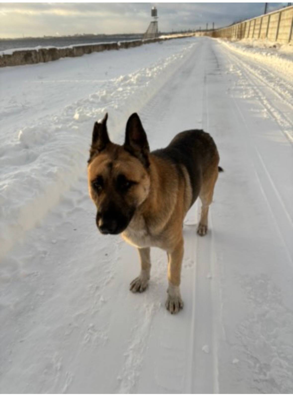 Пропал сторожевой пес, на Волге