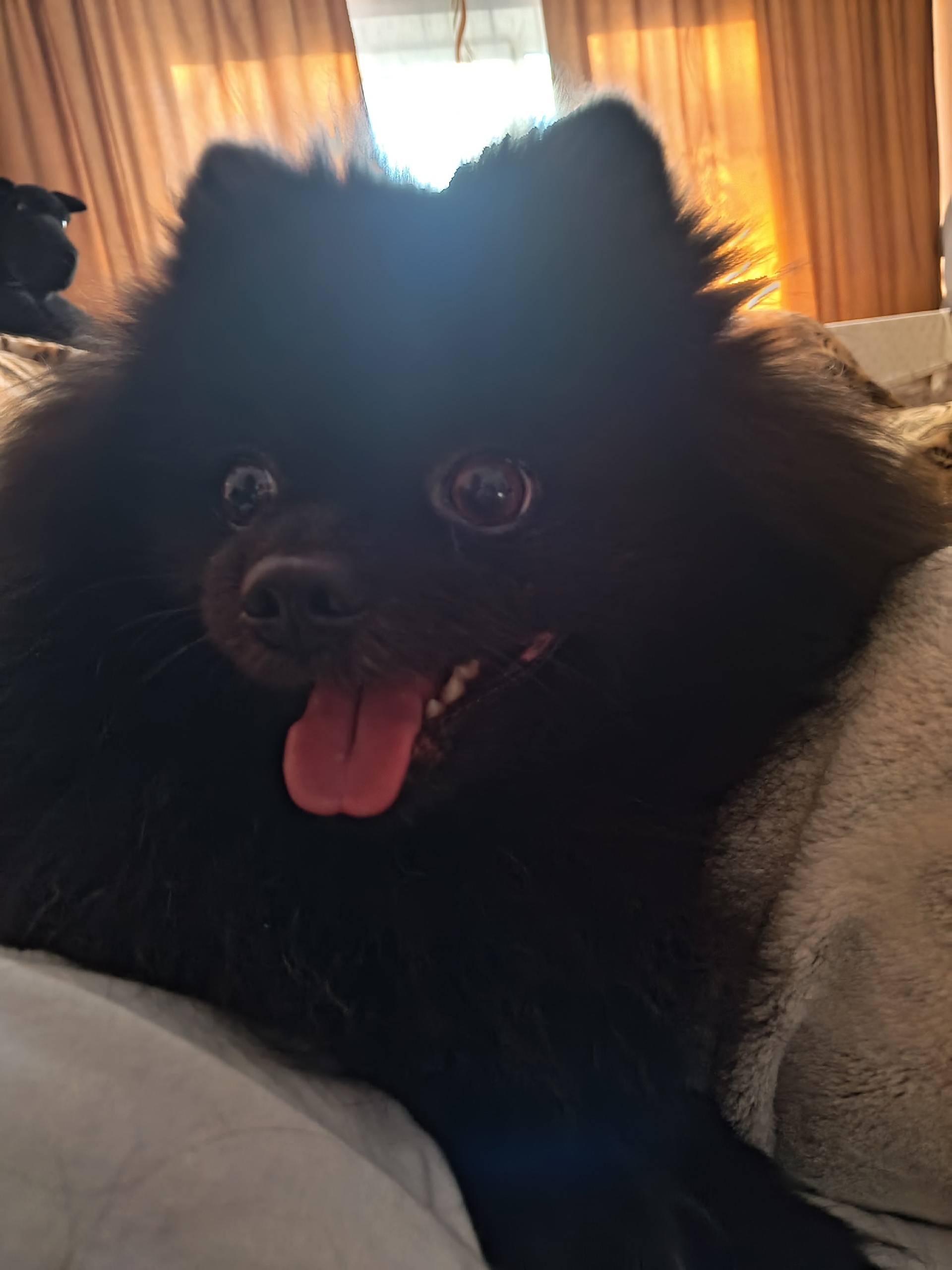 Пропал черный шпиц, свяжитесь с владельцем