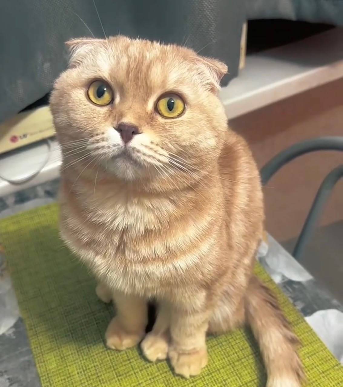 Пропала Шотландская вислоухая кошка, Челябинск