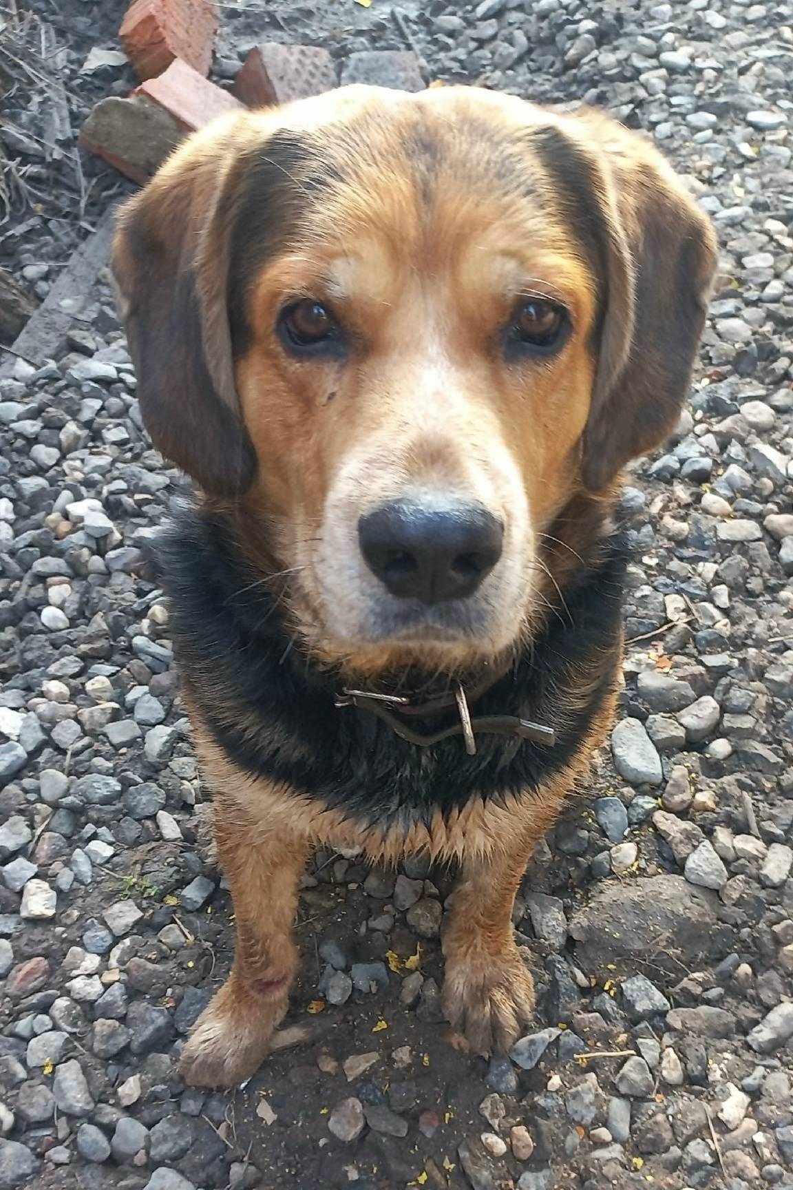 Пропал пёс Боцман, улица Карла Маркса