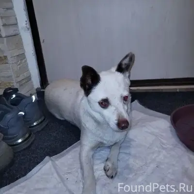 Найдена собака, девочка, Краснодар, Комсомольский район