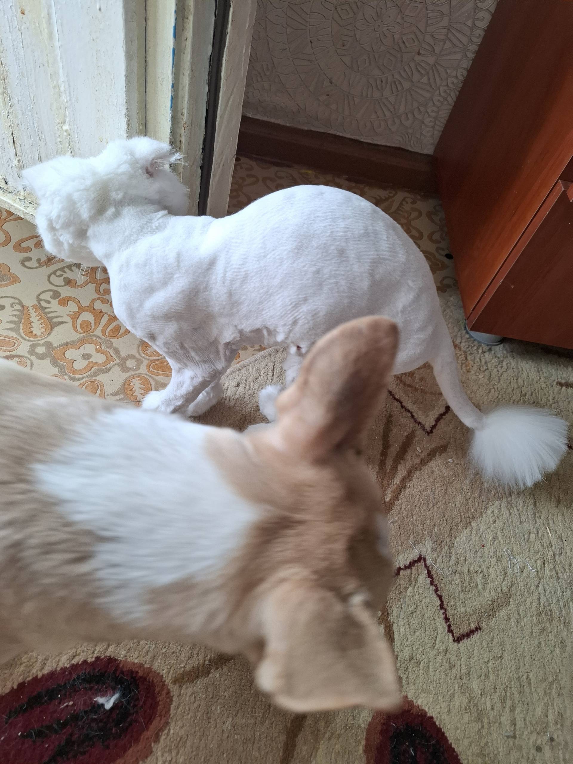 Пропал метис Ричик, 4б мкр.