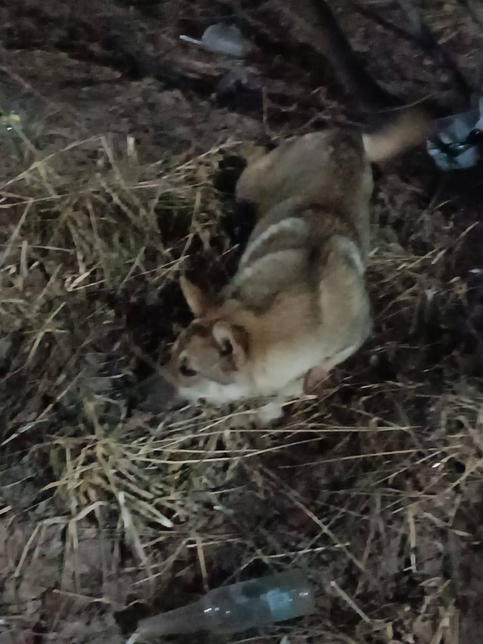 Найден щенок, контактная собака