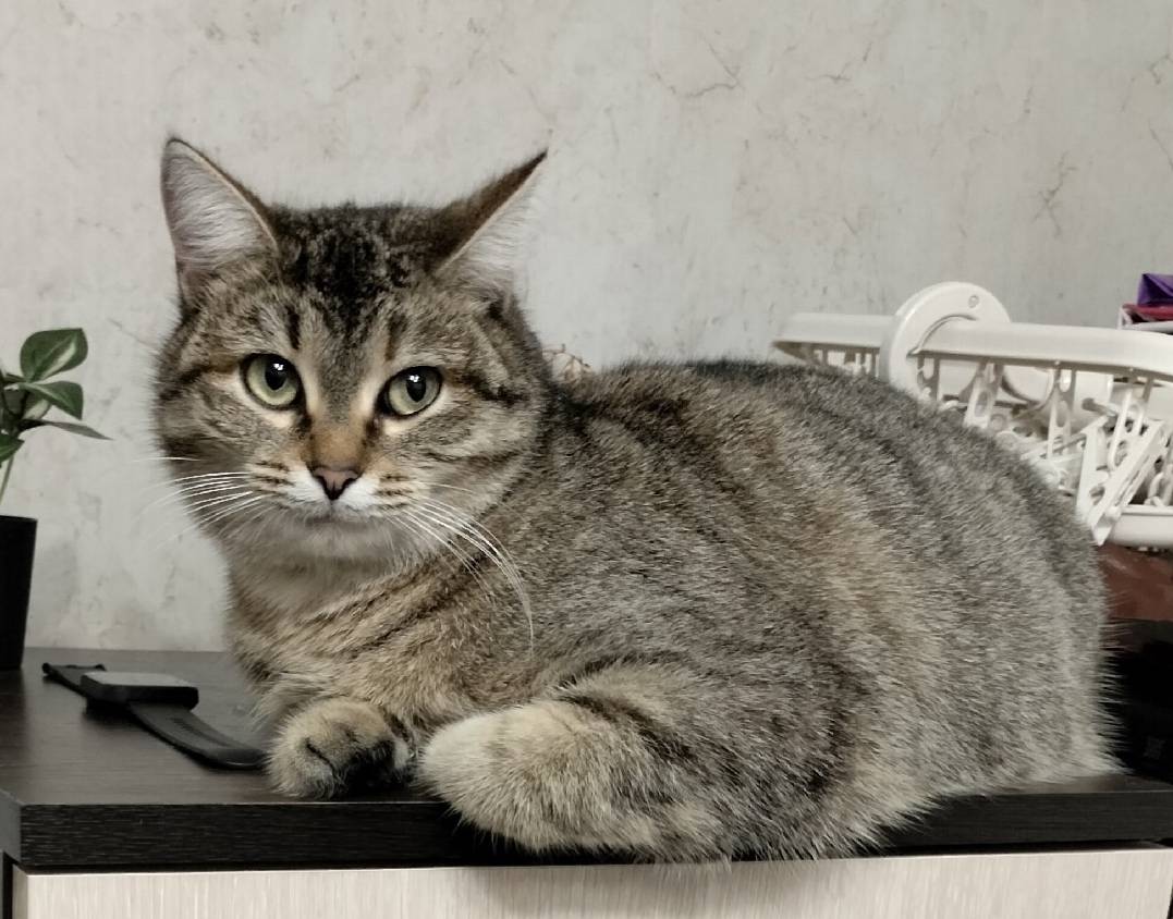 Пропала кошка Люся, район сортировки