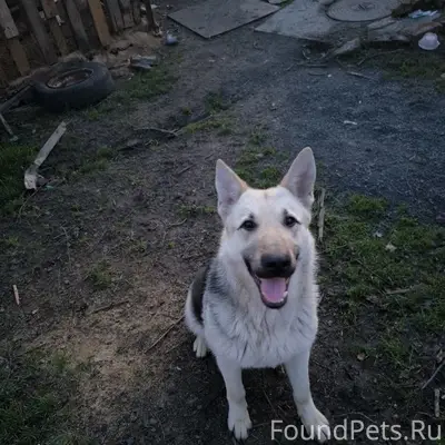 Пропала собака, Новошахтинск