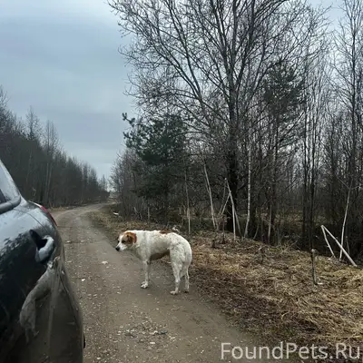 Найден пёс, Лихославльский район