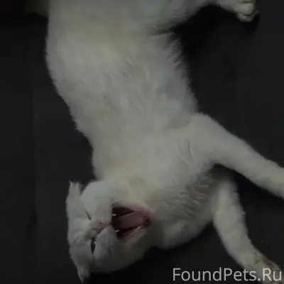 Пропала кошка, у мед. Училища