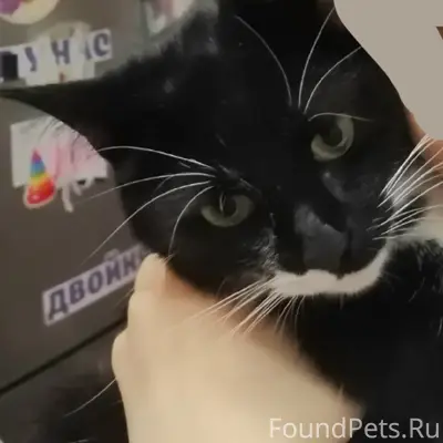 Пропал кот Толик, Бежицкий район