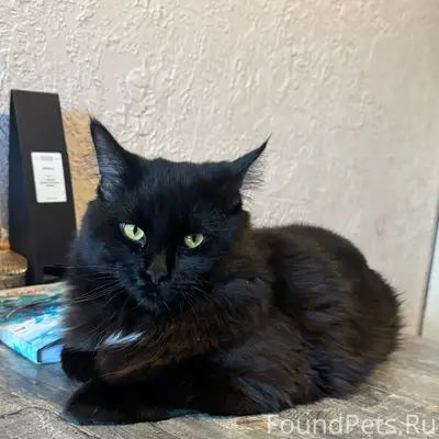 Пропал мейн-кун Симба, район ул. Кирова