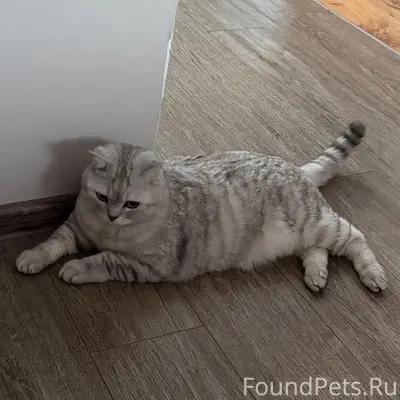 Пропал кот, пос. Аннино