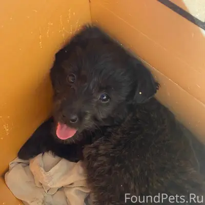 Пропал щенок, район почты