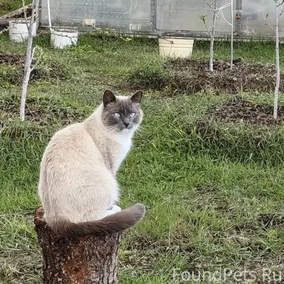 Пропал кот Сеня, Красномайский