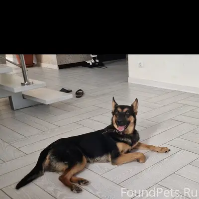 Пропала собака Джесси, район Ярмарки