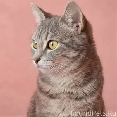 Пропала кошка Цири, улица Горького