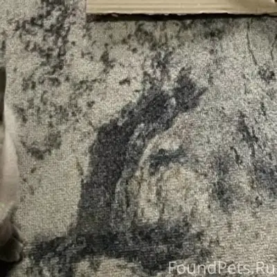 Пропала кошка, 6 микр 12 д