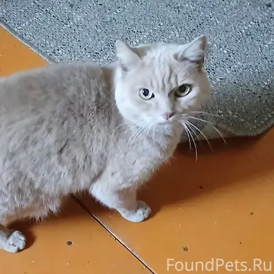 Пропал кот Персик