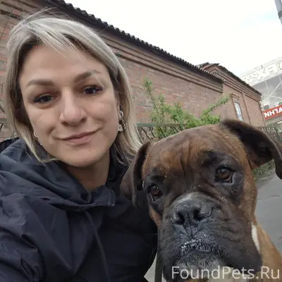 Найден кобель породы Боксёр, Батайск