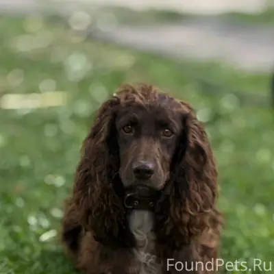 Пропала собака Арфа, Валищево, Рыбновский район