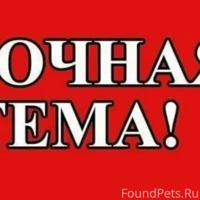 Пропала собака