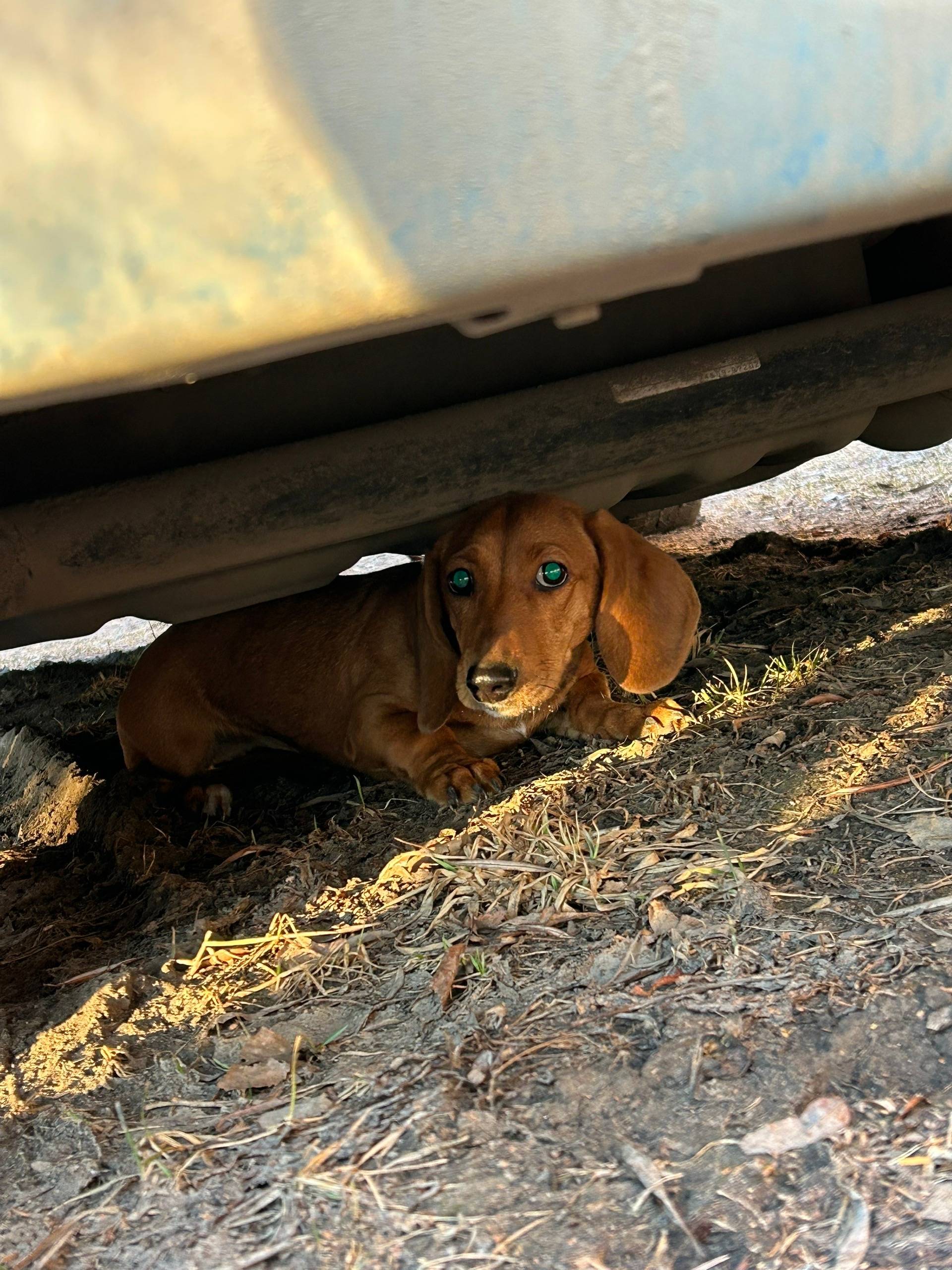 Найден такса, Юбилейный, район госпиталя ветеранов