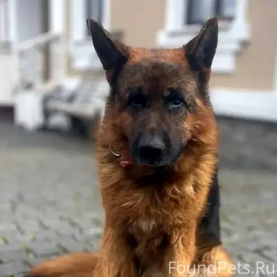 Найден кобель немецкой овчарки, Истринский район