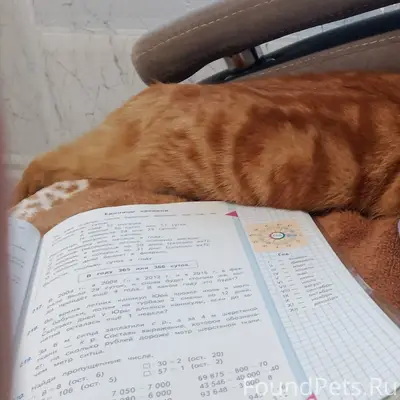 Пропал рыжий кот Персик, мкр. «Деревня»