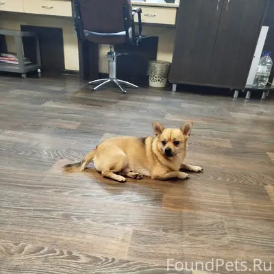 Найден мальчик чихуахуа, район Рябкова