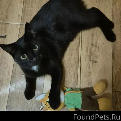 Пропал чёрный кот в районе вокзала