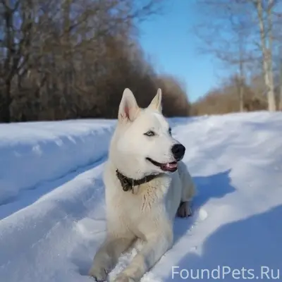 Пропал хаски Алтан, между деревнями Рослино/Озеро