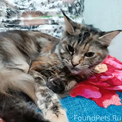 Пропала кошка Юна, район Гавань
