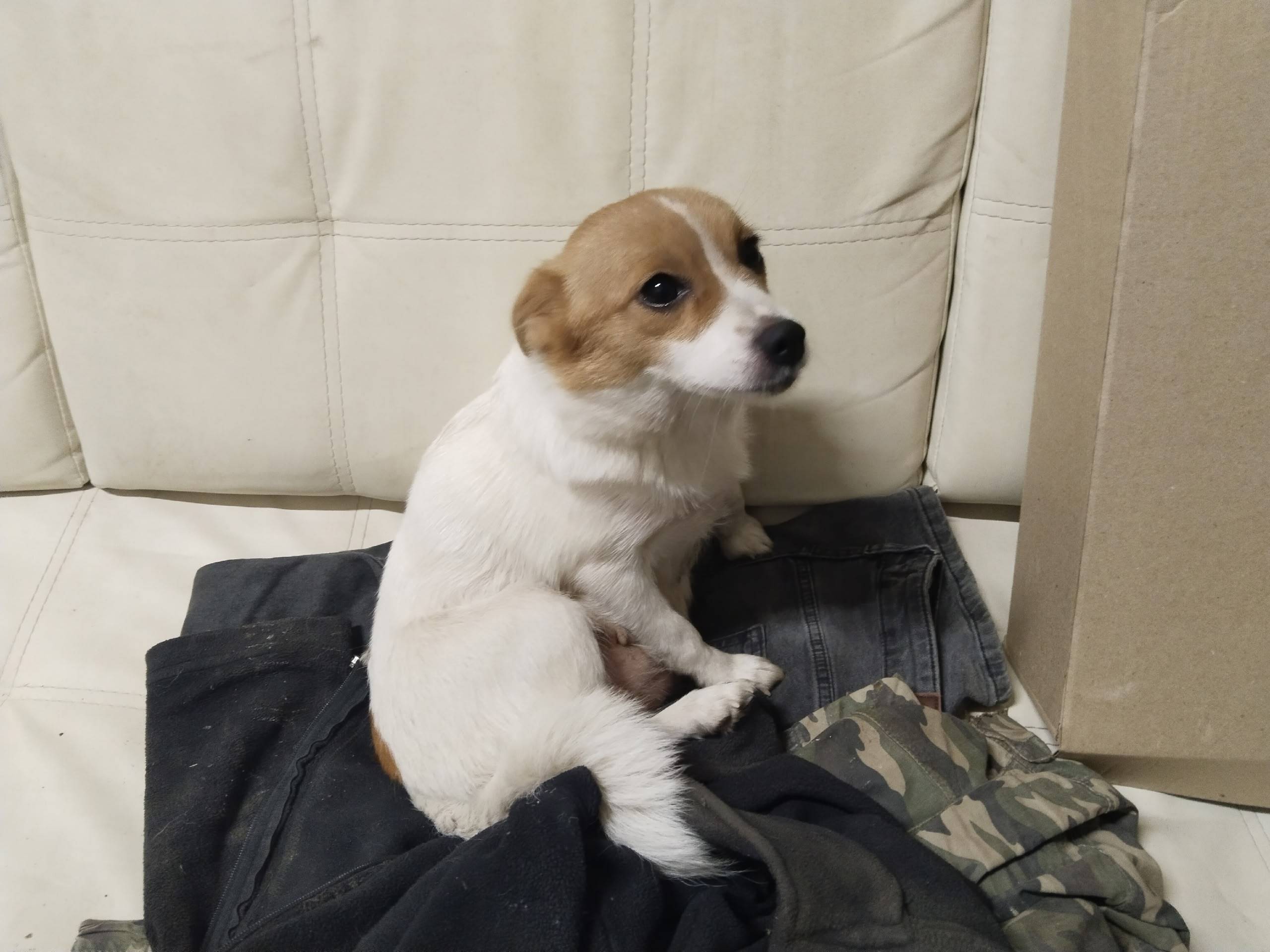 Найден джек-рассел-терьер, деревня Жучки