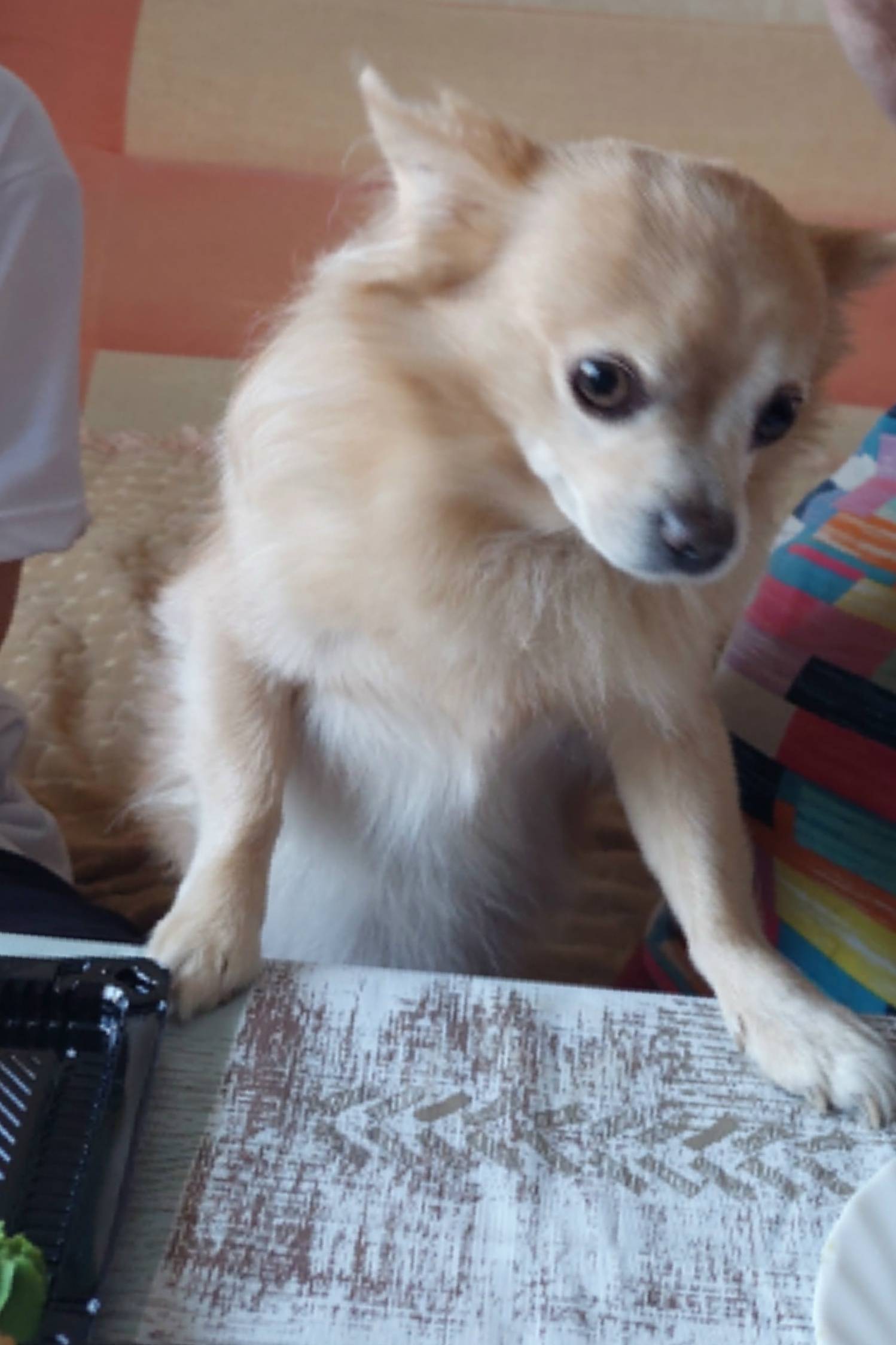 Пропал чихуахуа Барзик