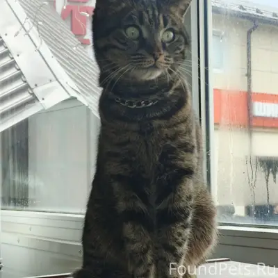 Пропала кошка Ася, Орехово-Зуево