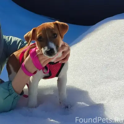 Пропала девочка Джек Рассел терьер, мкр. Красный Октябрь