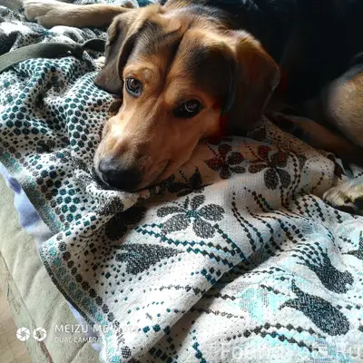 Пропала собака Бося, любой район города