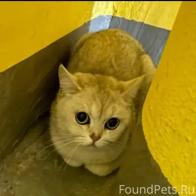 Найдена британская шиншилла, п. Виноградово