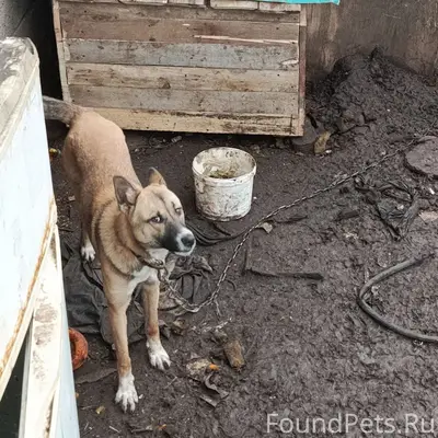 Пропала собака, Район Поле чудес