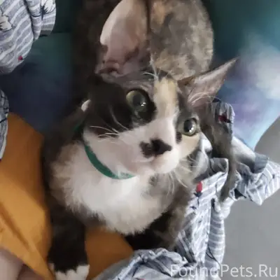 Пропала полусфинкс Шанти, Завьялова