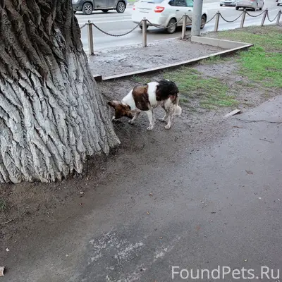Пропала собака, Мосина, 2