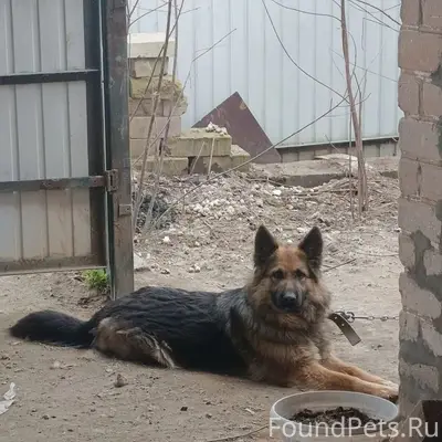 Найдена собака, Сормовский район