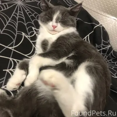 Пропал кот, район луча, кутузова