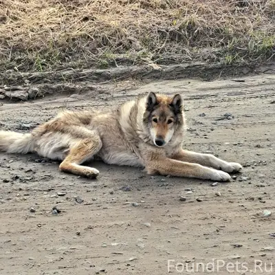 Найденная собака в Глинках на ул. Зеленая